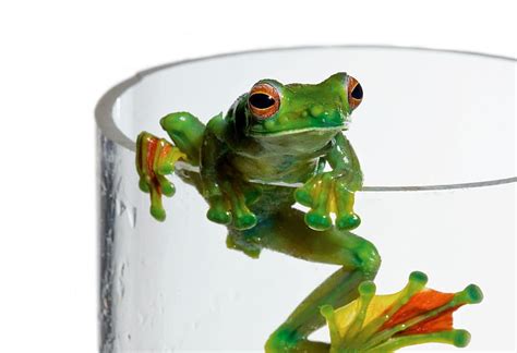 Glass Frog Wallpaper