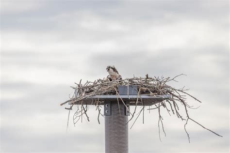 Osprey Nest Supported with Pearson Pilings Osprey Pad