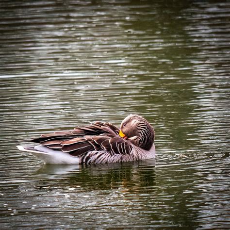 Goose Lake Bird - Free photo on Pixabay