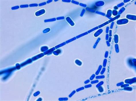 Geotrichum - Alchetron, The Free Social Encyclopedia