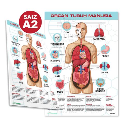 POSTER ORGAN TUBUH MANUSIA (1 unit) - ITS Educational Supplies Sdn Bhd