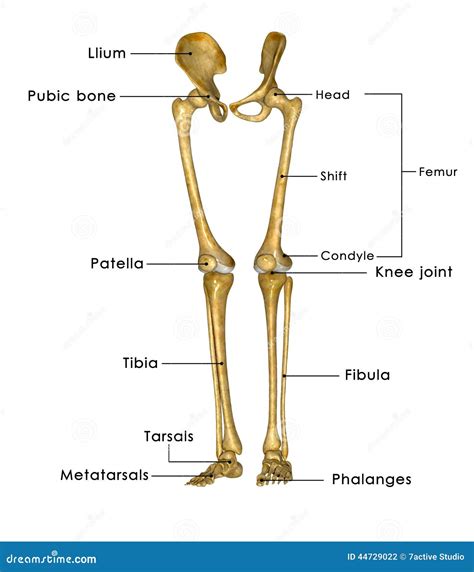 Skeleton legs stock illustration. Illustration of anatomical - 44729022