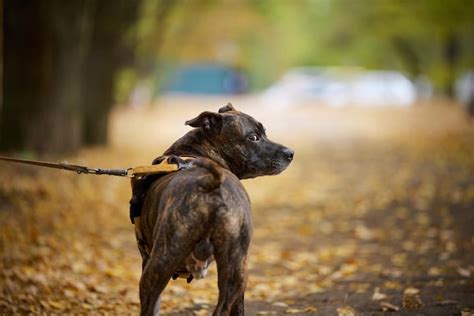 Premium Photo | American Pit Bull Terrier dog on a leash stands in the autumn The animal stands ...