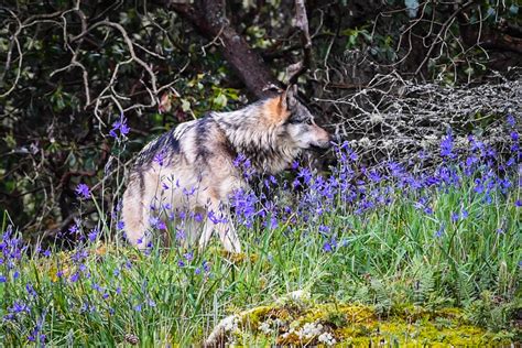 Takaya's Story — Takaya's Legacy - Honouring the Lone Wolf of Discovery ...