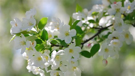 White cherry blossoms wallpaper - Flower wallpapers - #36554