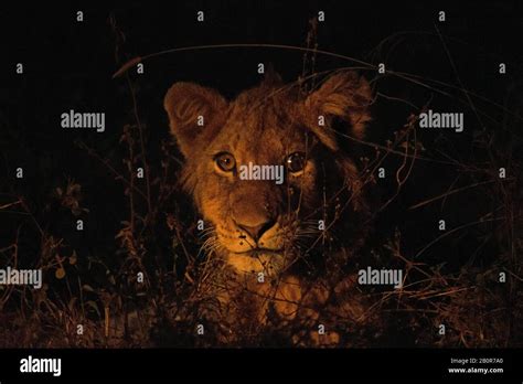 Lion hunting night hi-res stock photography and images - Alamy