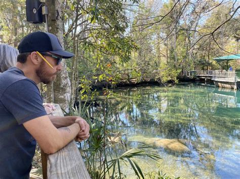 See Manatees In Florida Year Round - Homosassa Springs Wildlife Park - Tampa Bay Date Night Guide