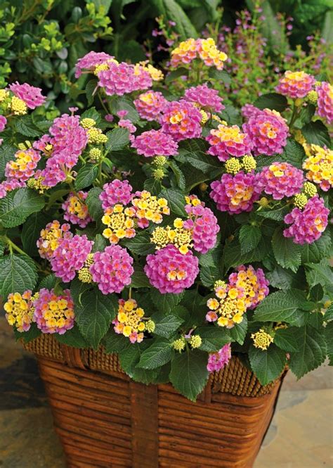 24 Best Drought Tolerant Plants That Grow In Lack Of Water | Balcony Garden Web