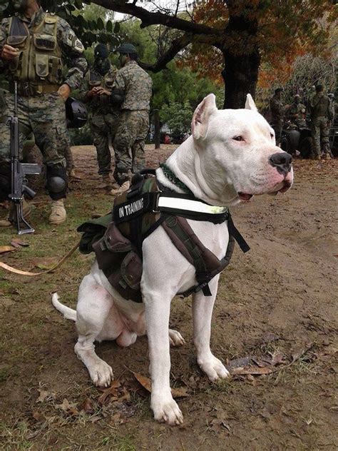 Dogo Argentino military training | Dogs, Dog argentino, Military dogs