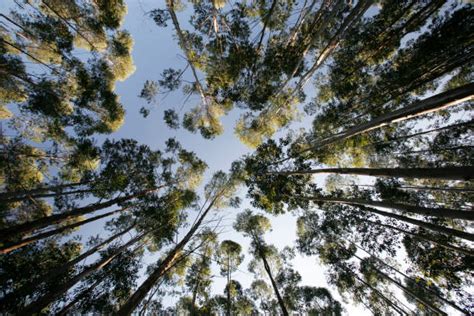 Eucalyptus Tree Bark Stock Photos, Pictures & Royalty-Free Images - iStock