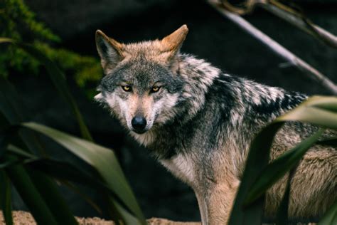 Mexican Gray Wolf : r/photographs