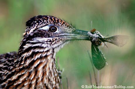 Outdoor Tips from Texas Parks & Wildlife magazine: A Need for Speed ﻿﻿﻿﻿﻿﻿ — Roadrunners