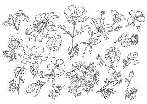 Collection of Outline Wild Flowers 1313979 Vector Art at Vecteezy