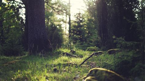 Wallpaper : 3840x2160 px, landscape, nature, sunlight, trees 3840x2160 - goodfon - 1002196 - HD ...