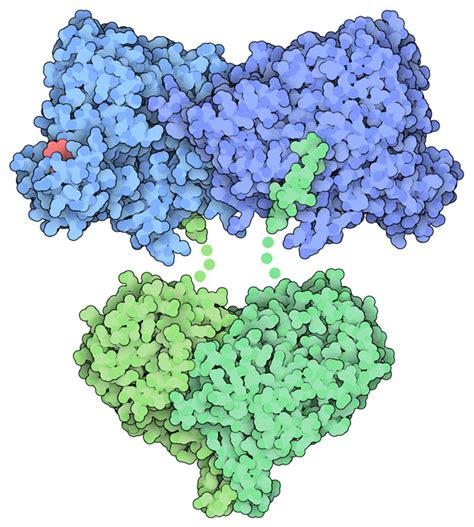 PDB-101: Molecule of the Month: Ribonucleotide Reductase