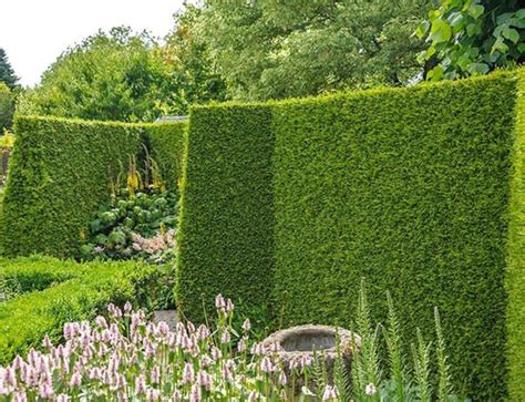 Best Hedging Plants: Our Top Picks and Special Offers | Evergreen hedge ...