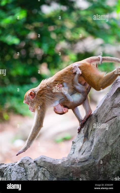 Mother monkey and baby monkey walk on rock with love Stock Photo - Alamy