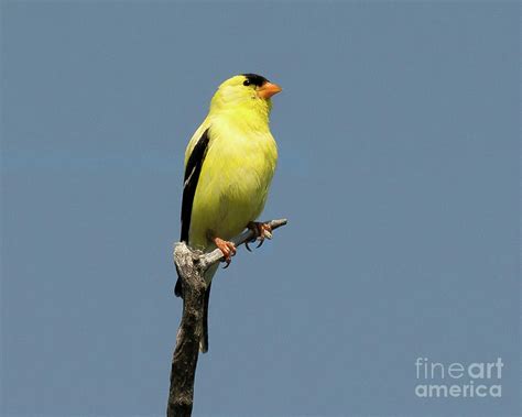 American Goldfinch in Breeding Plumage Photograph by Dennis Hammer - Fine Art America