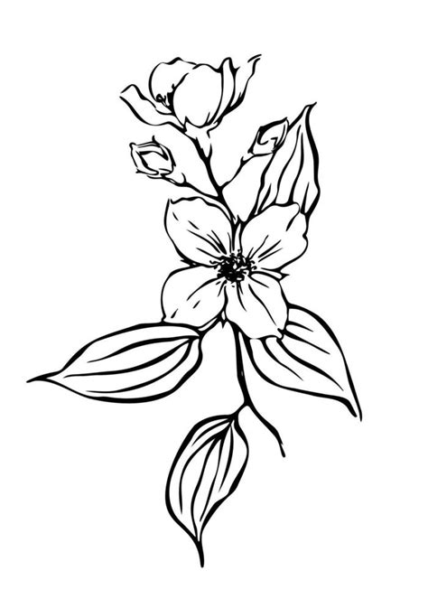 Jasmine flowers Hand drawn botanical illustration. Black and white ...