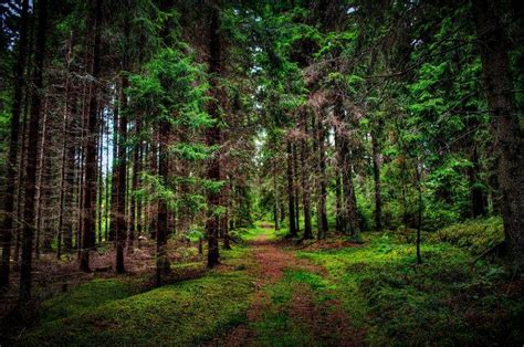 nature, Landscape, Trees, Forest, Wood, Branch, Leaves, Path, Grass, HDR Wallpapers HD / Desktop ...