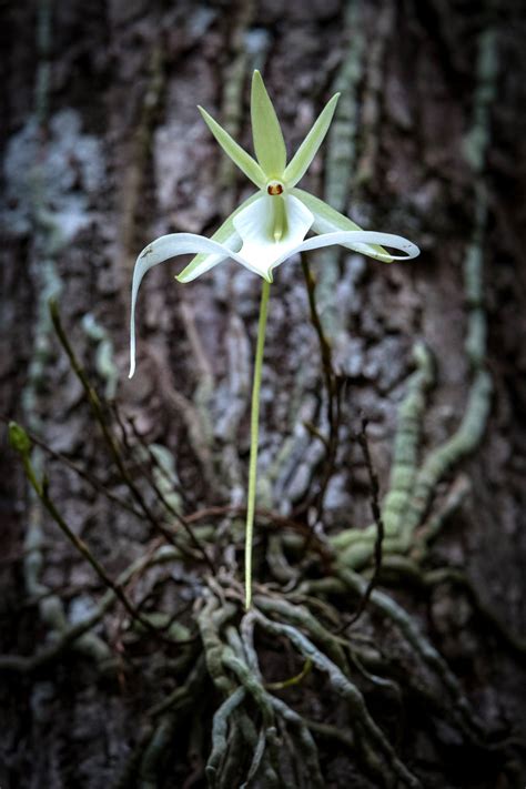 The famed ghost orchid: This rare flower may be added to endangered species list – Orlando Sentinel