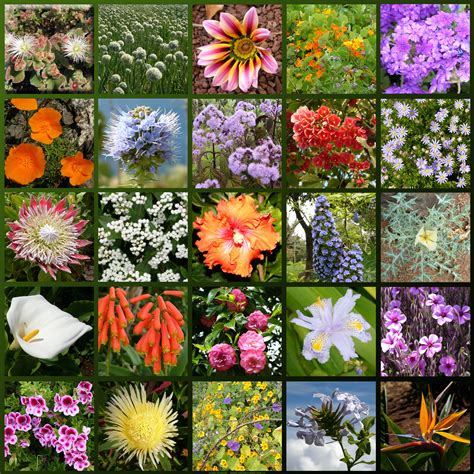 File:Madeira-flowers hg.jpg