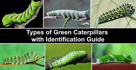 50 Green Caterpillars (with Pictures): Identification Guide