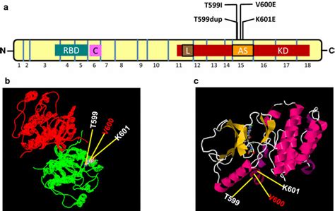 Schematic diagram of the BRAF. a Schematic diagram of the BRAF shows... | Download Scientific ...