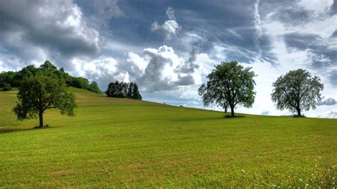 Photo of green grass fields with green trees and cloudy sky background ...