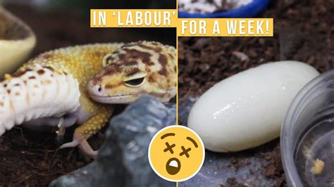 LEOPARD GECKO LAYS TWO MASSIVE EGGS! - YouTube