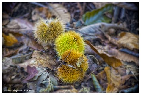 Ricci di castagne nel bosco Foto % Immagini| macro e close up, altre macro, castagne Foto su ...