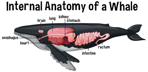 Male Whale Anatomy