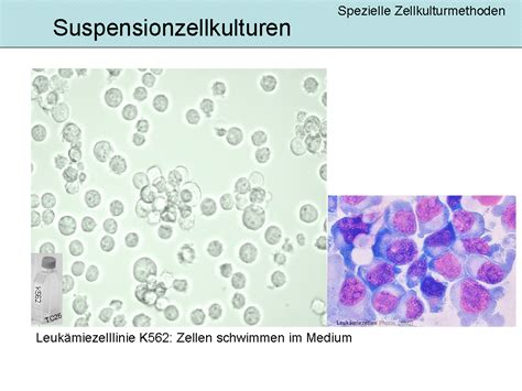 K562, Human Leukemia Cell Line - biobioseminars