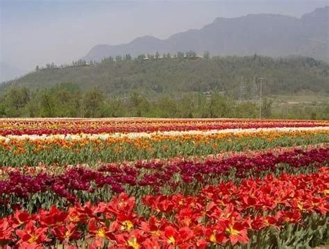 Tulip Garden Tour in Gulmarg | ID: 7237840591