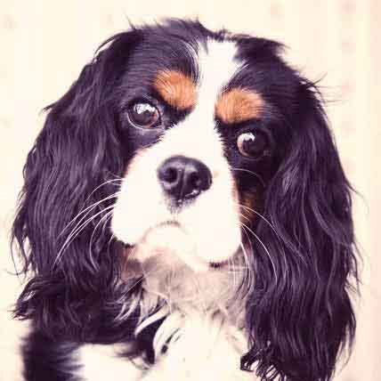 Grooming a Cavalier King Charles Spaniel | PetCareRx