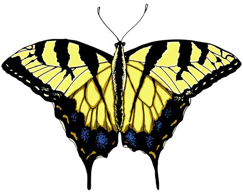 Swallowtail butterfly clipart 20 free Cliparts | Download images on Clipground 2024