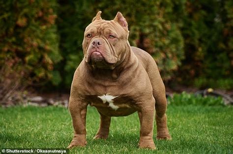 I'm terrified my 18 XL Bully puppies will be put down after Government ...