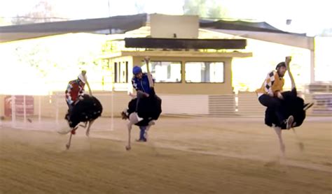 The Bizarre Sport of Ostrich Riding & Exotic Racing on Ostriches