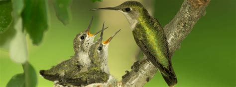 How to build a hummingbird nest - Builders Villa