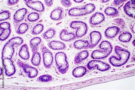 Histology of human epididymis tissue, micrograph. Photo under microscope. Stock Photo | Adobe Stock