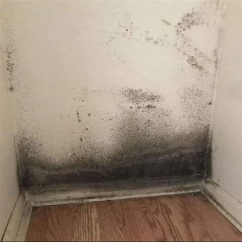 3 Definitive Tips to Remove Mold from Walls in 5 Minutes – easy and ...