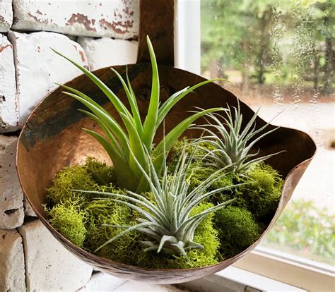 10 Totally Unexpected Plant Pot Alternatives – Click & Grow