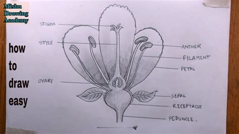 How TO Draw parts of flower easy/different parts of flower drawing - YouTube