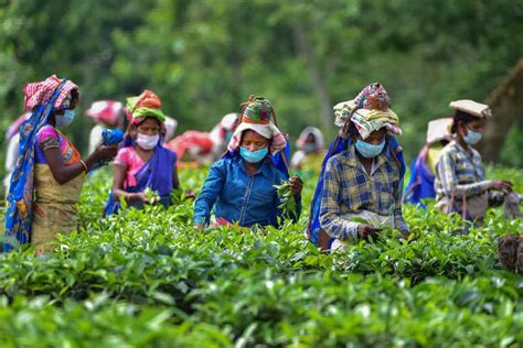 North Bengal tea garden workers to get 20 per cent bonus | Zee Business