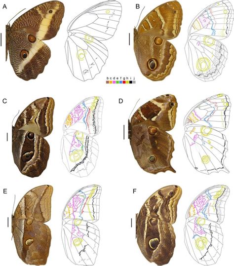 13 best BUTTERFLY WINGS STRUCTURE images on Pinterest | Butterfly wings ...