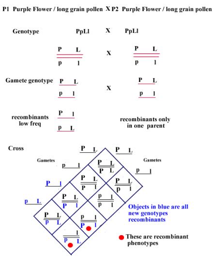 Dihybrid Crosses and Gene Linkage - Topic 10 - Genetics