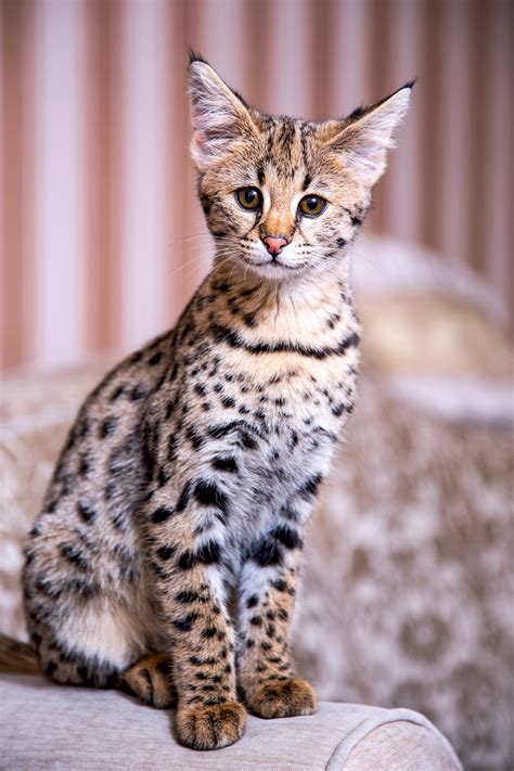 Savannah Cat Breed Information & Characteristics | Daily Paws