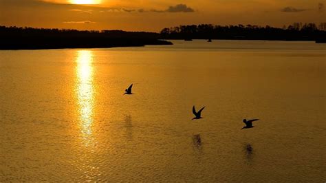 birds, Flying, Sunset, Nature Wallpapers HD / Desktop and Mobile Backgrounds