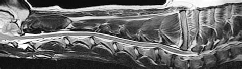 Cervical Spondylopathy (Wobbler Syndrome) - NDSR