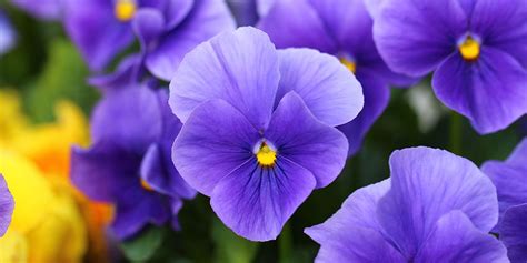 How To Grow Violas | Best Viola Varieties - Which?